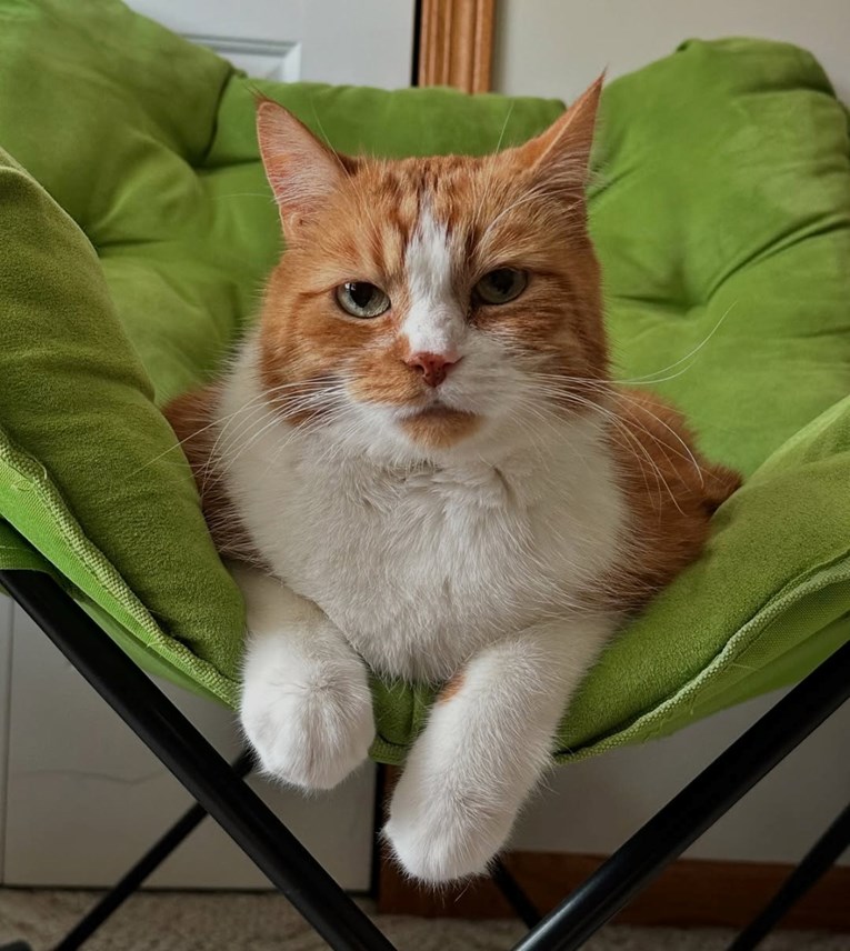 Gospon Kitty je imao 13 kilograma i mrzio vježbanje, danas je neprepoznatljiv