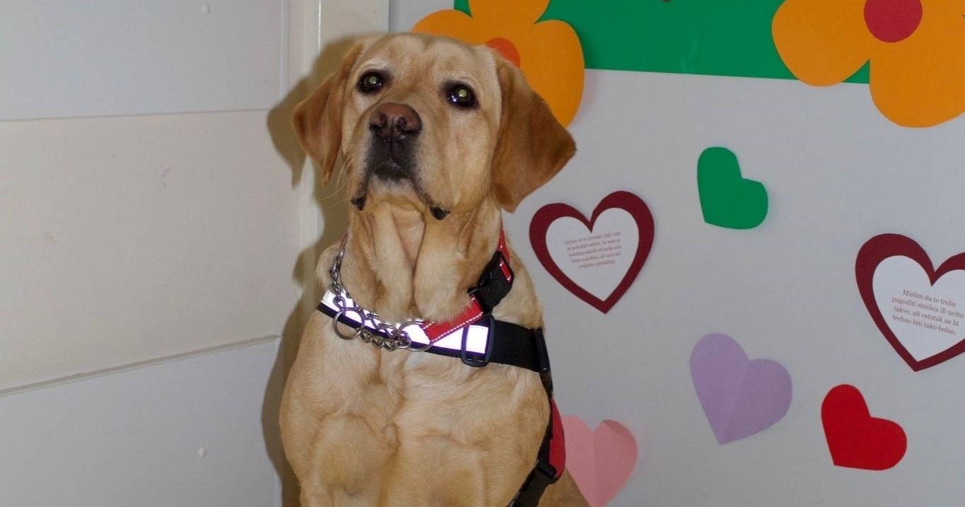 Ovo je Katka. Ona će uljepšavati dane pacijentima dječje onkologije u Zagrebu