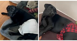 Vlasnica smislila odličnu kaznu za labradora koji voli krasti, video je viralan