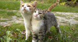 Mačke ne predu samo kada su zadovoljne, saznajte zašto i kada to rade