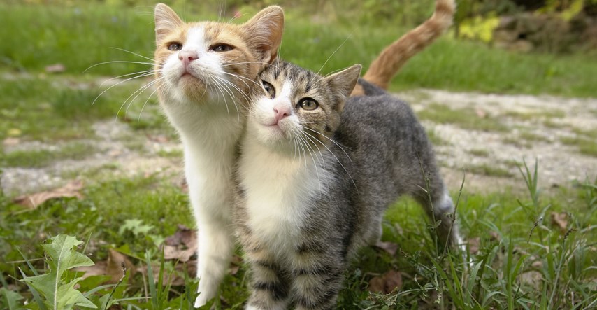 Mačke ne predu samo kada su zadovoljne, saznajte zašto i kada to rade