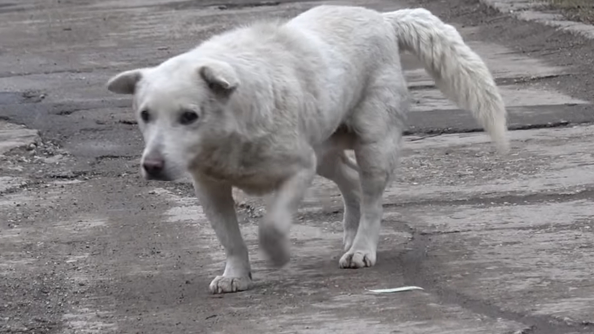 Slomili su mu srce i napustili ga! No dobri ljudi su mu dali priliku za život
