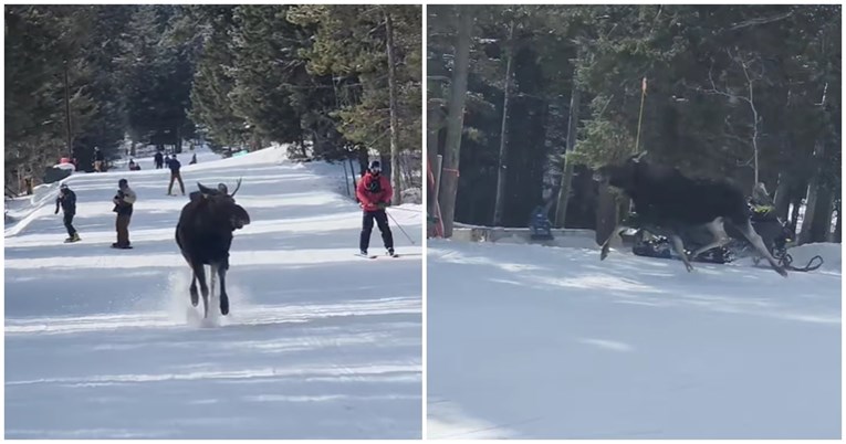 Los lovio skijaše niz padinu u Wyomingu