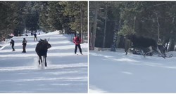 Los se pojavio na popularnom američkom skijalištu i jurio skijaše niz padinu