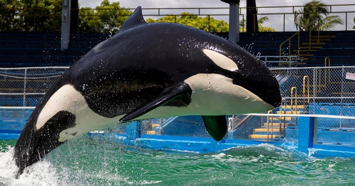 Uginula je orka Lolita koja je više od 50 godina provela u zatočeništvu