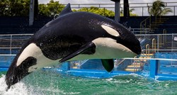 Uginula je orka Lolita koja je više od 50 godina provela u zatočeništvu