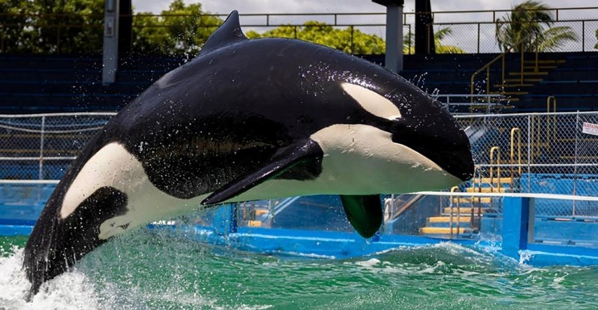 Uginula je orka Lolita koja je više od 50 godina provela u zatočeništvu