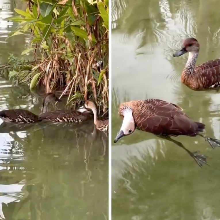 Patke ugledale prolaznicu i "zamolile" za pomoć, rasplet priče je dirljiv