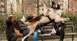 Godinama fotka pse na ulicama, rezultat su urnebesni prizori i najslađe poze
