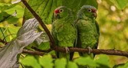 Papige možda trljaju perje o biljke kako bi si popravile raspoloženje, kaže studija
