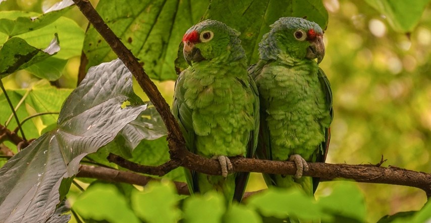 Papige možda trljaju perje o biljke kako bi si popravile raspoloženje, kaže studija