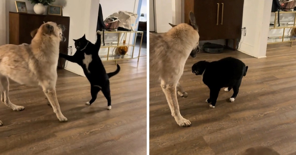 Urnebesna snimka "borbe" psa i mačke nasmijala je tisuće