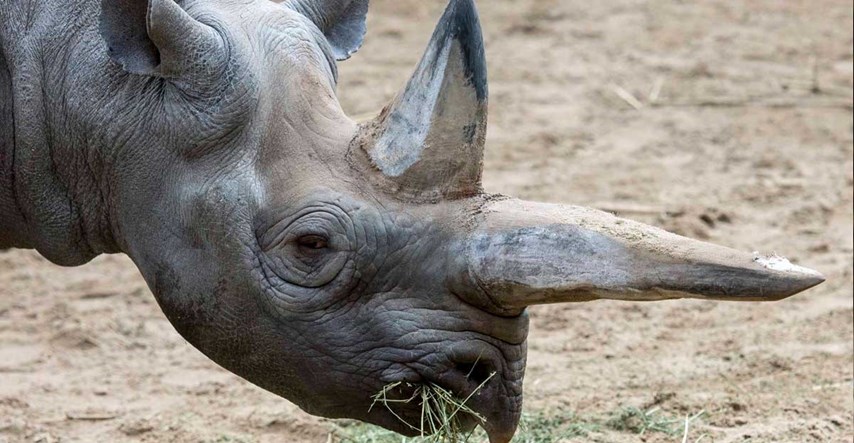 Uginula Kilaguni, najstariji nosorog na svijetu