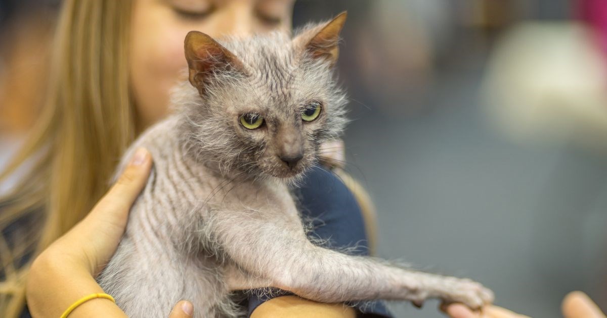 Lykoi - "mačka vukodlak" pojavila se prije 20 godina i začudila svijet