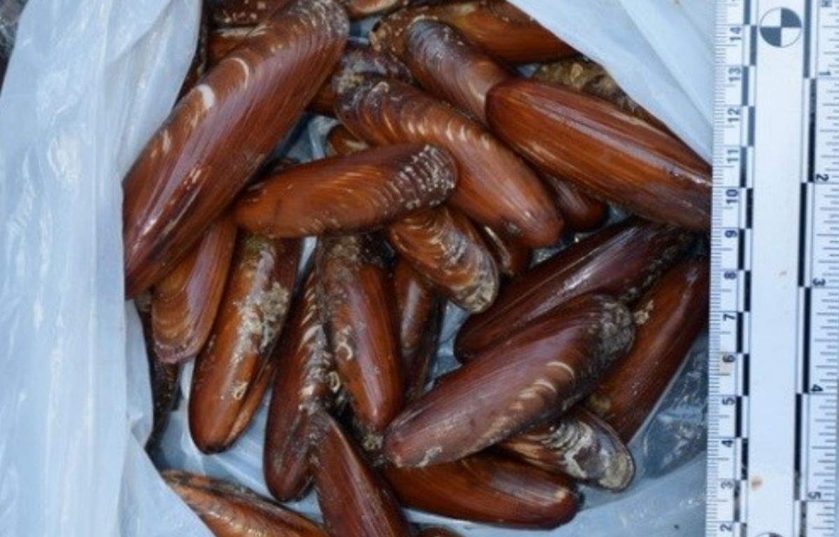 Kod Biograda vadio prstace, uhvaćen je na djelu