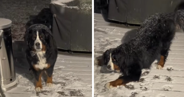 Video planinskog psa kako se igra u snijegu postao hit: "Šest sati nije ušla u kuću"