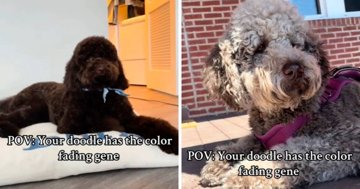 Pas kojem je krzno promijenilo boju u kratkom roku postao je viralan na TikToku