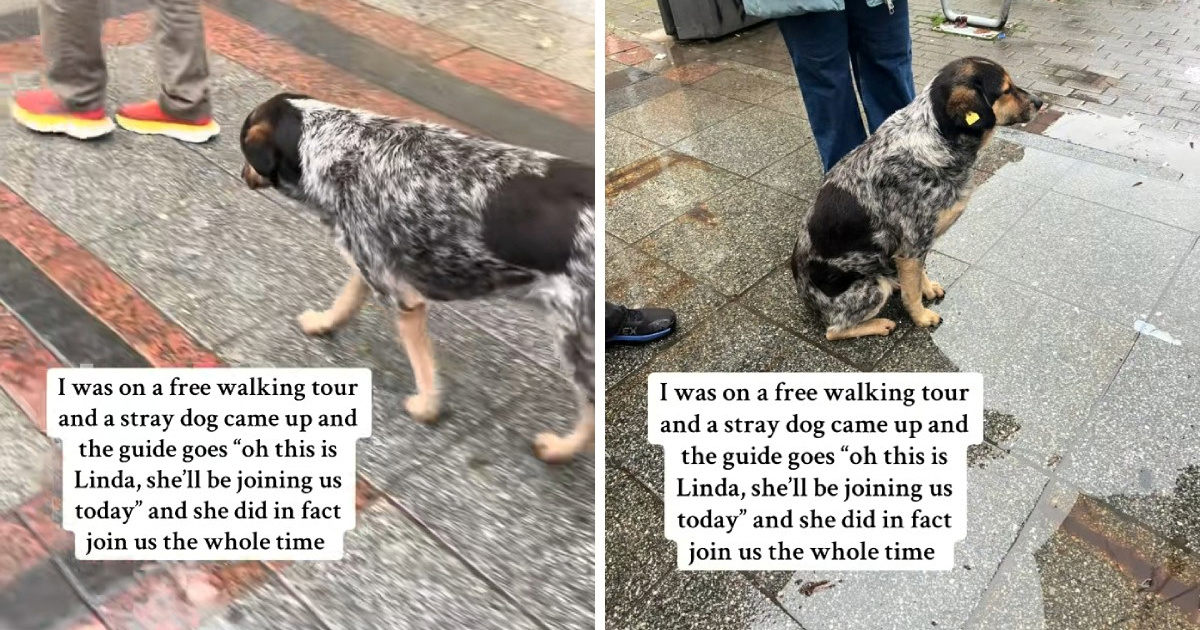 Ulična kujica postala turistički vodič u Skoplju i osvojila srca turista