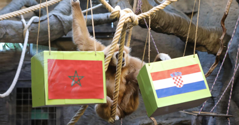 FOTO Gibon Kent u zagrebačkom ZOO-u predviđa pobjedu Hrvatske u utakmici s Marokom