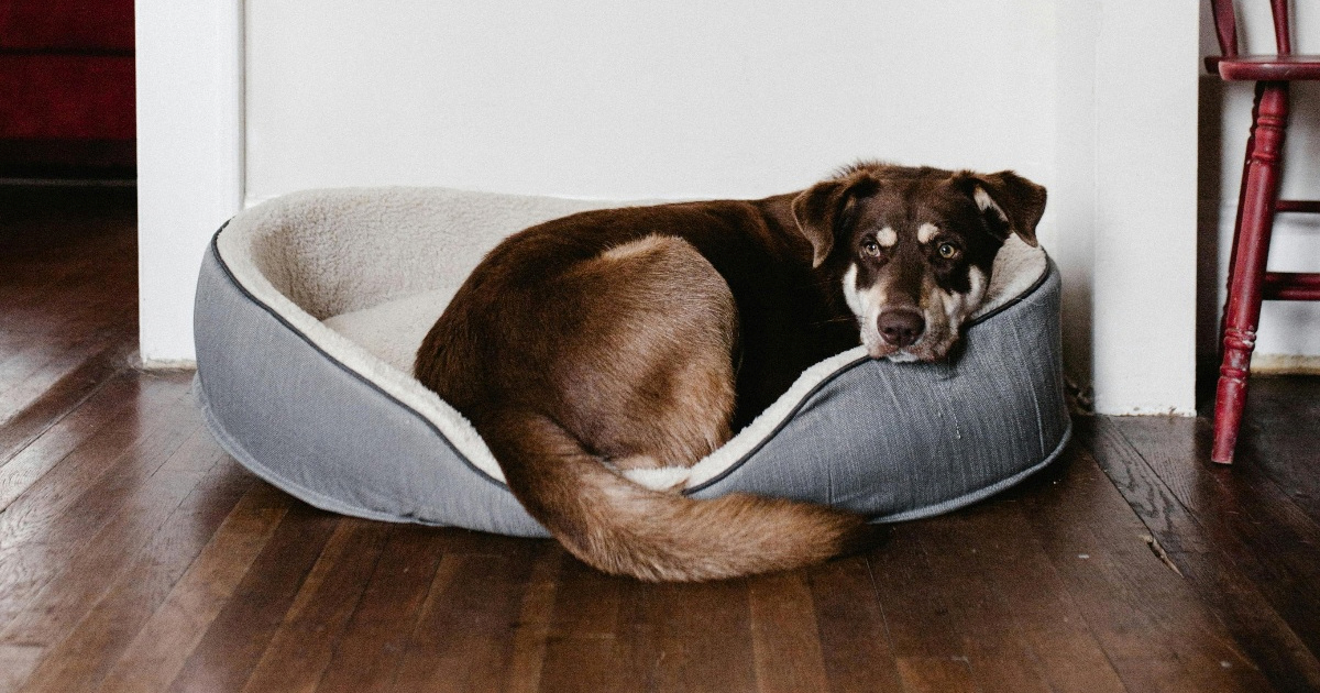 Ispod ove temperature ne biste smjeli ostavljati psa samog u kući