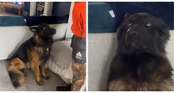 VIDEO Vlasnik ukorio ljubimca jer je kopao po smeću, izraz psa govori više od riječi
