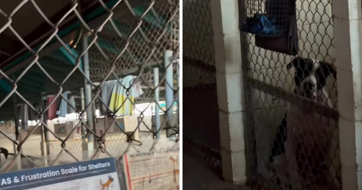 Volonterka pokazala što vidi svake večeri kad odlazi, prizor slama srca