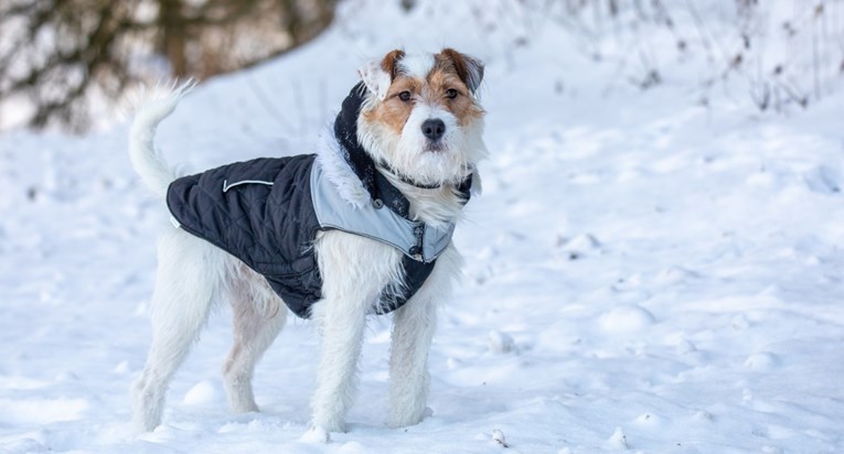 Trebaju li psima zaista jaknice po zimi?