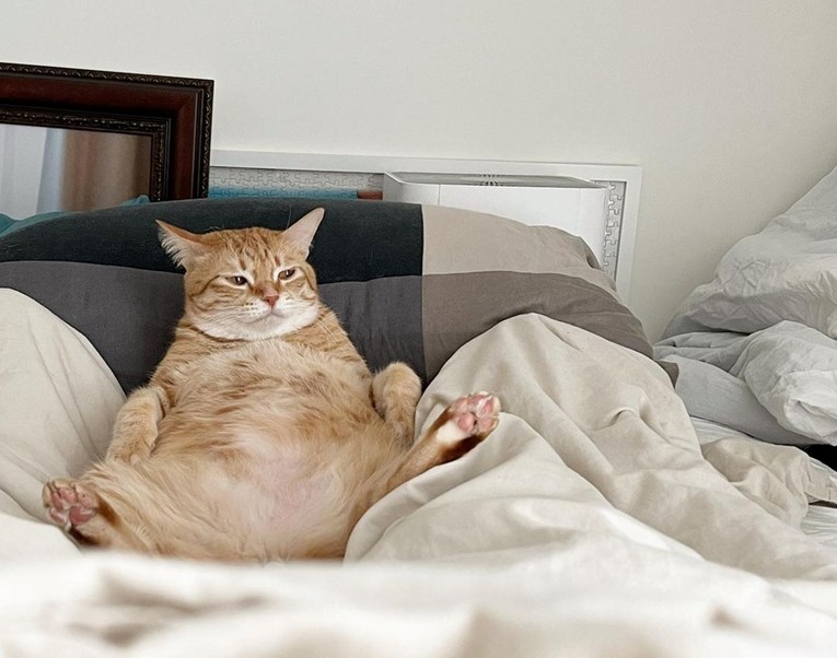 Luffyja uspoređuju s Garfieldom, kad vidite kako živi, sve će vam biti jasno