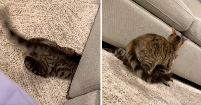 Mačak se zavukao pod kauč, spasila ga cimerica