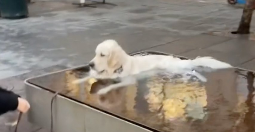 Spa dan: Pas se odlučio opustiti u fontani, nitko ga nije mogao nagovoriti da izađe