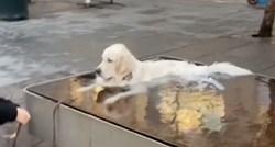 Spa dan: Pas se odlučio opustiti u fontani, nitko ga nije mogao nagovoriti da izađe