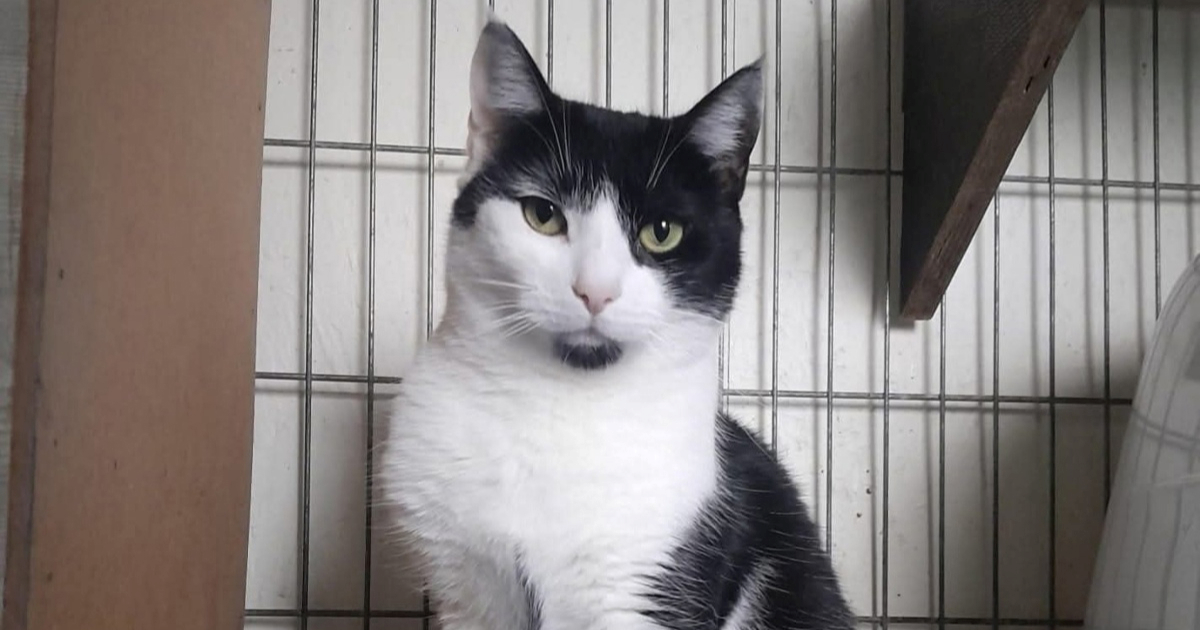 Ozzani jako teško pada život u skloništu. Pomozimo joj da što prije pronađe dom