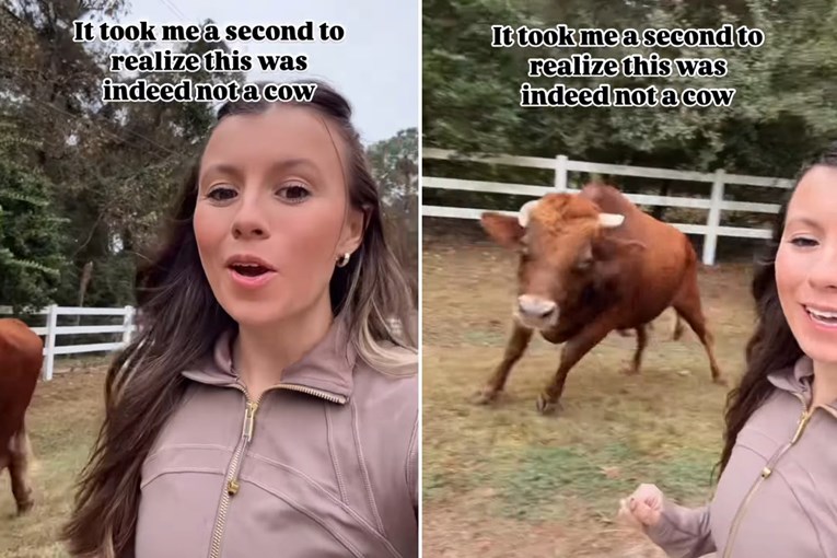 Žena pokušala snimiti selfie s kravama, a onda je shvatila da je u opasnosti