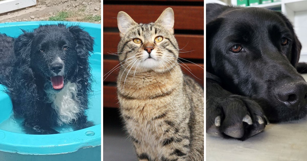 Ljeto je tu, ali Ferdy, Rio i Robi i dalje traže svoj zauvijek dom