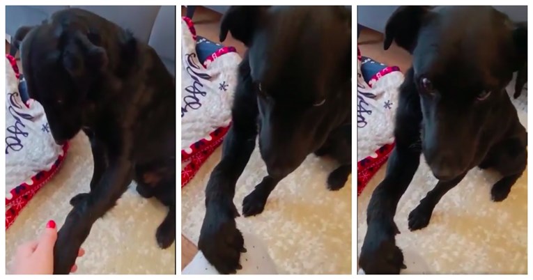 "Ovako izgleda pas slomljenog duha": Tužni Čarli traži novu obitelj