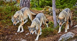 Europska desnica upozorava na vukove, Zeleni ih optužuju da plasiraju lažne vijesti