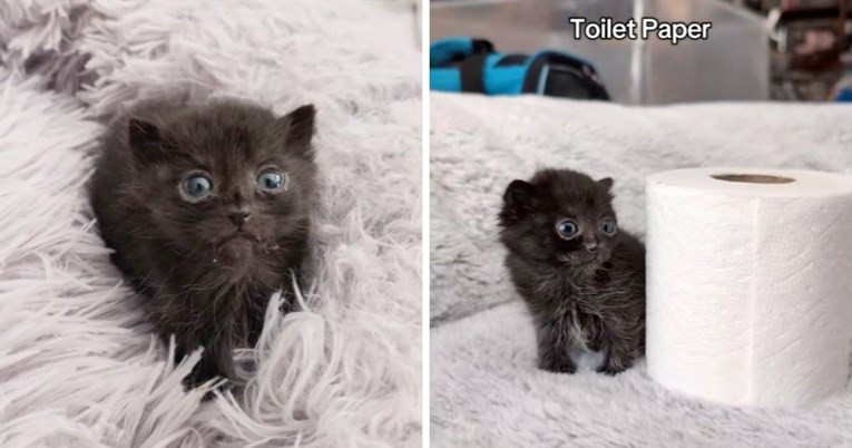 Internet je opsjednut sićušnim mačićem koji je manji od role toaletnog papira