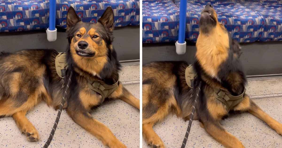 VIDEO Vlasnica i pas bili sami u vlaku, on iskoristio priliku pa "zapjevao"