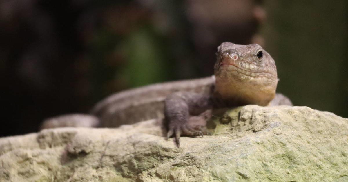 U ZOO Zagreb stiglo osam kanarskih divovskih gušterica, mogu narasti više od 80 cm