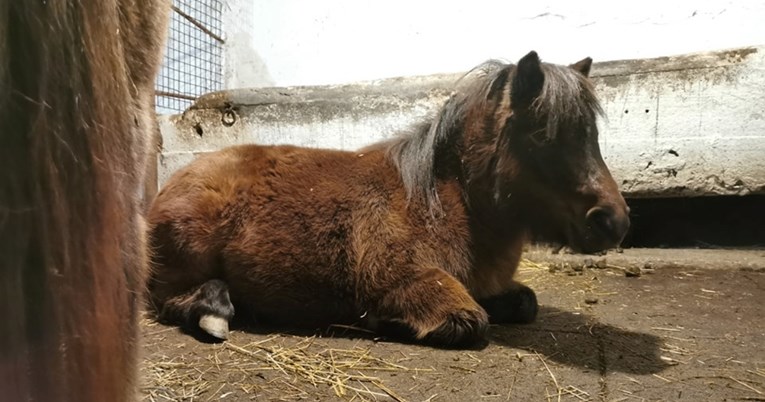 Jeste li se ikada zapitali kako konji spavaju? Evo odgovora