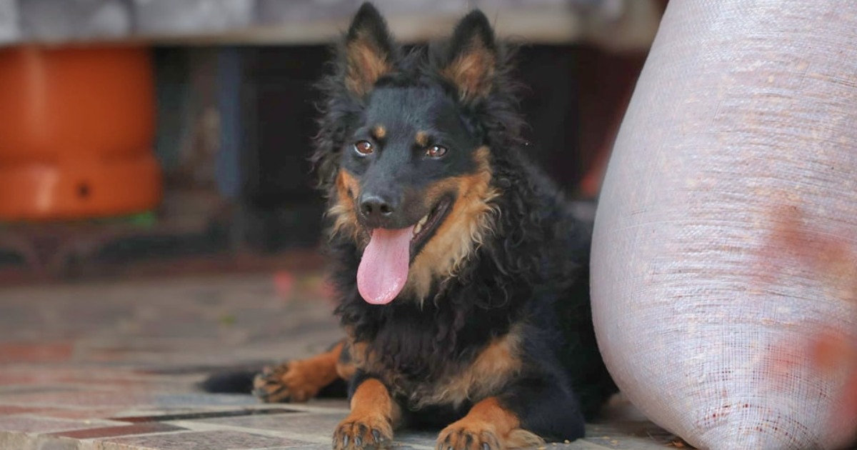 Dado je pronađen s polomljenim nogama. Danas je predivan i veseo pas koji čeka dom