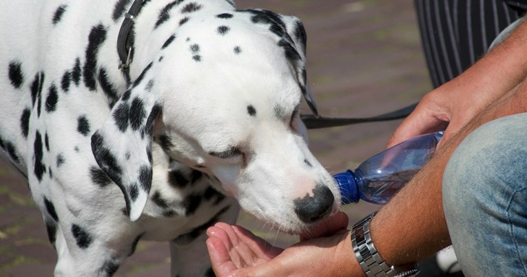 Veterinarka upozorava: Na ovu stvar svi vlasnici pasa moraju paziti tijekom vrućina
