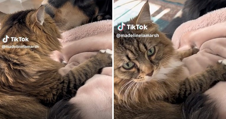 Mogao bi vas iznenaditi način na koji si ova mačka češka glavu