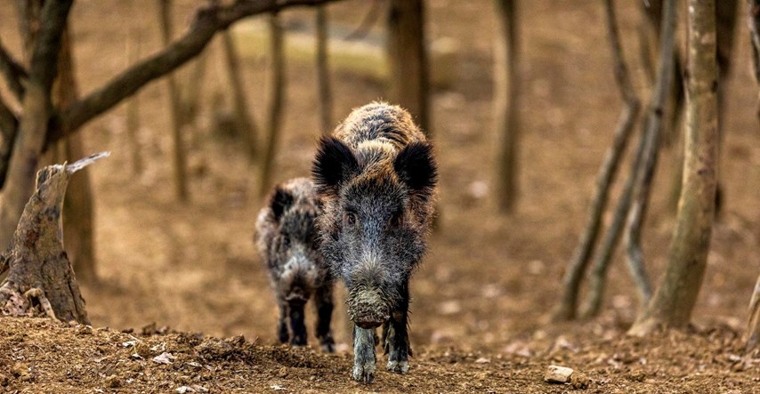Na području Hercegovine afrička kuga prešla na divlje svinje, zabranjen lov