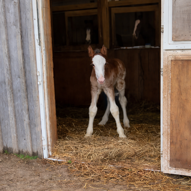 VIDEO Prvi izlazak malenog ždrjebeta iz štale raznježio je tisuće ljudi