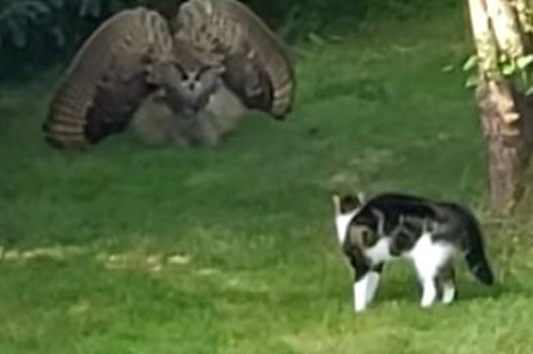 Uhvatio sovu kako mu plaši mačku u vrtu: Nevjerojatno da sam ovo snimio