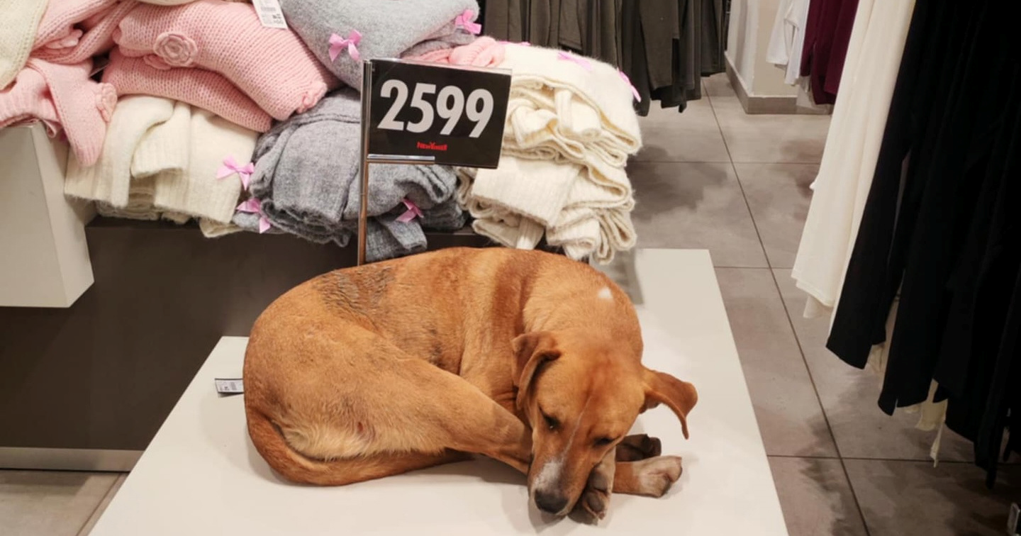 "Velika pohvala": Djelatnici New Yorkera u Nišu pustili psa da se ugrije u trgovini