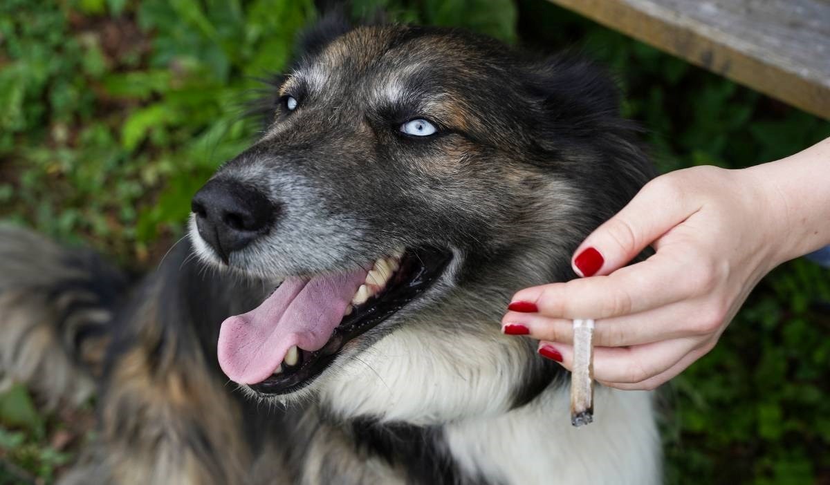 Veterinari: Dim marihuane je opasan za kućne ljubimce