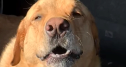 Psa ošamutila anestezija, vlasnica nakon operacije snimila urnebesan prizor