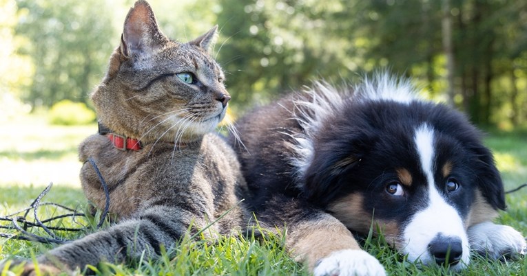 Konačno znamo odgovor na pitanje jesu li u životu sretniji vlasnici pasa ili mačaka